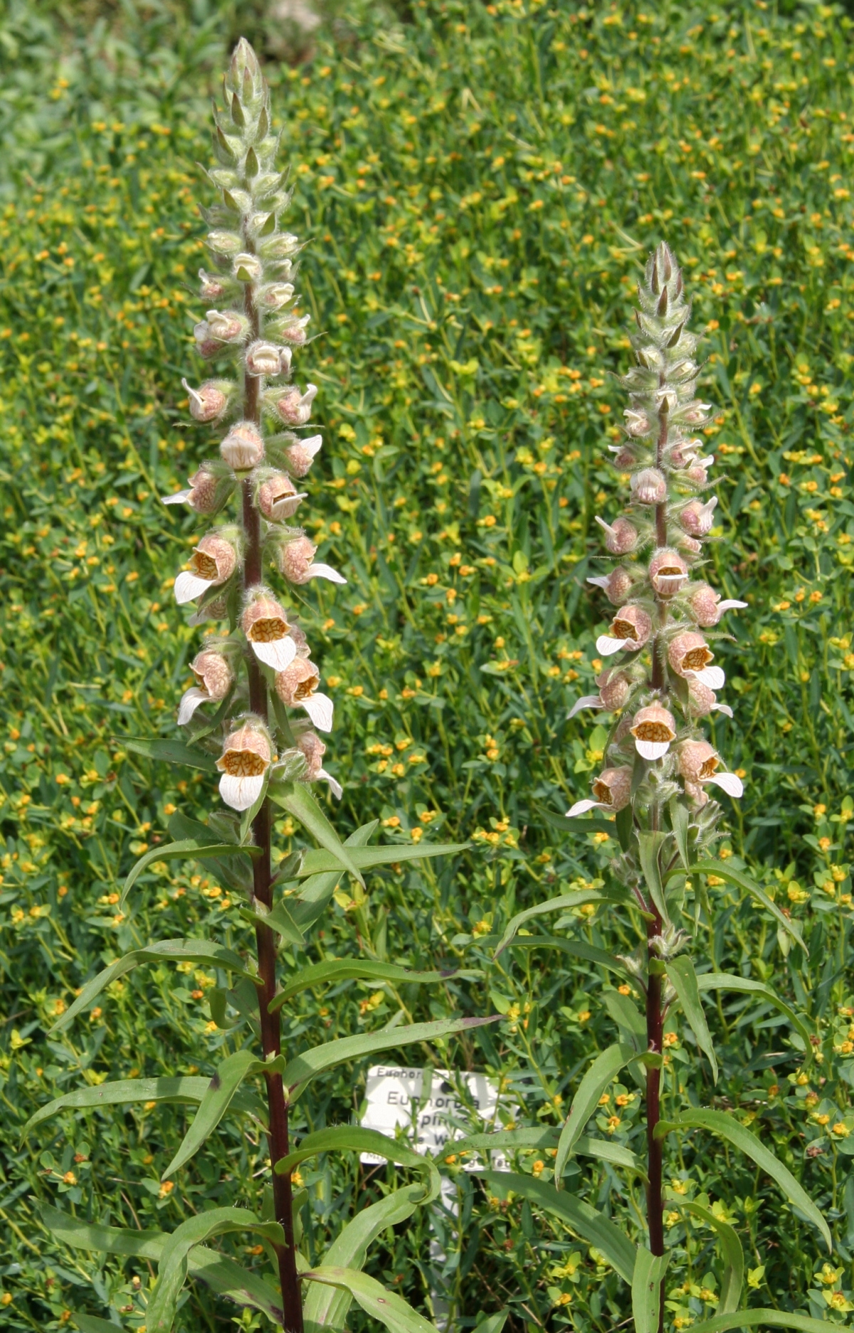 گل انگشتانه کرکدار